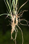 Poverty oatgrass